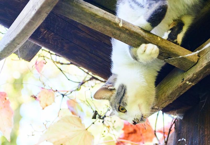 猫咪高空坠楼,关于猫咪坠楼的经验分享参考