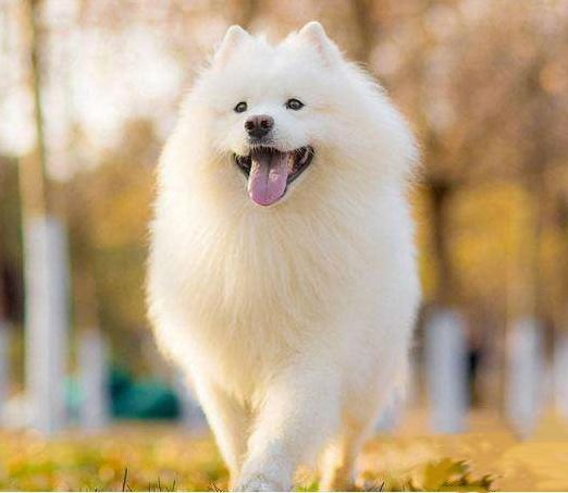 雪橇三傻萨摩耶如何训练抓野兽,萨摩耶雪橇三傻