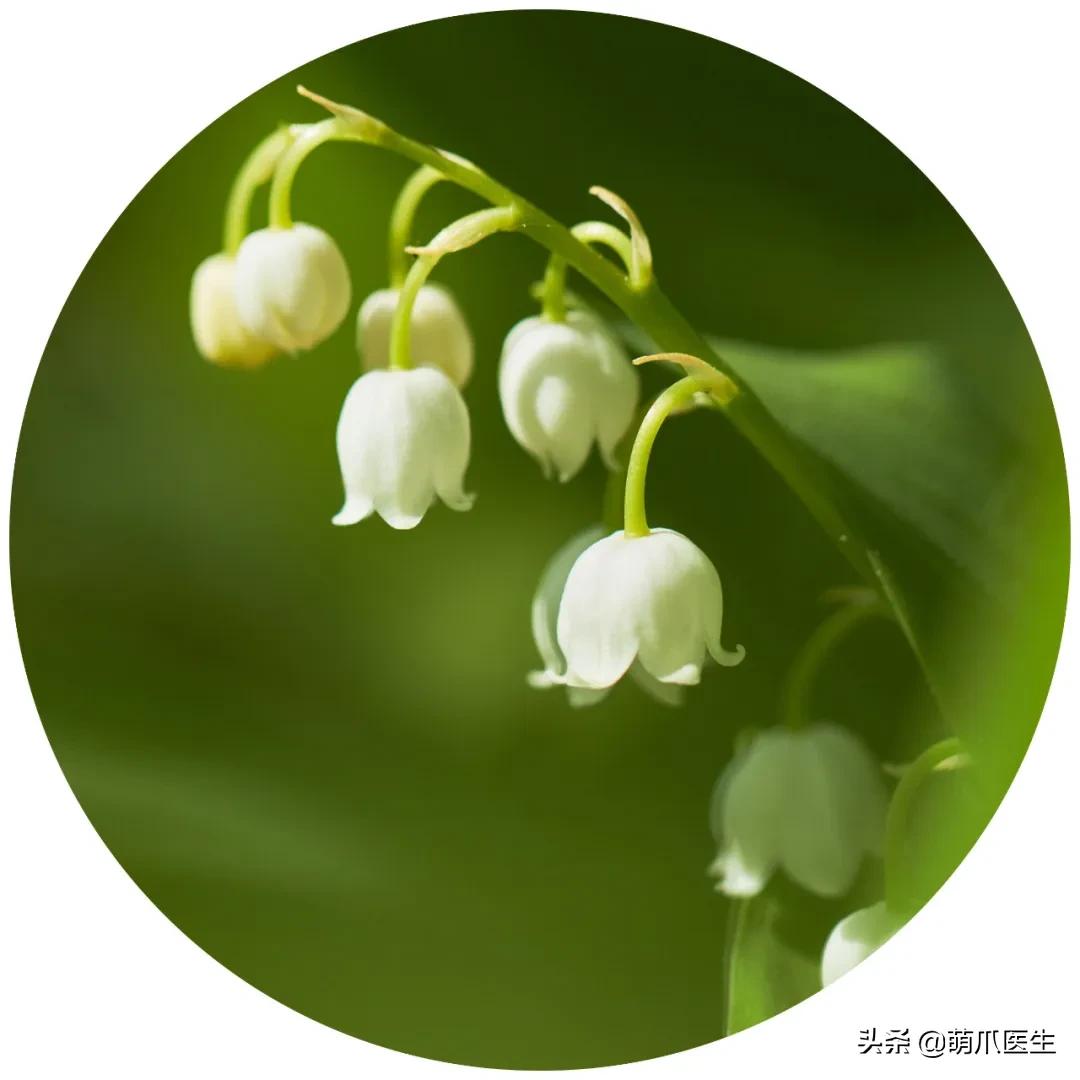 铲屎官们请注意！这些花草不能养，严重可致猫命