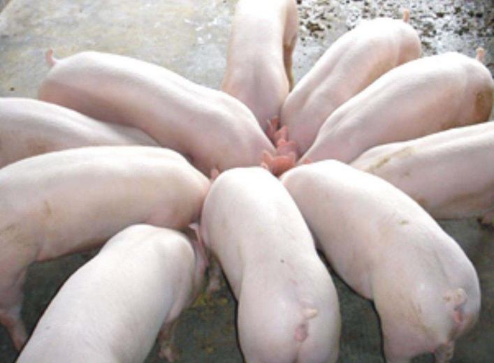 养殖兽药购买技巧和方法,在网上购买低价兽药靠不靠谱