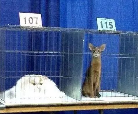 猫是一种液体吗看完长知识了,猫是液体猫咪吗