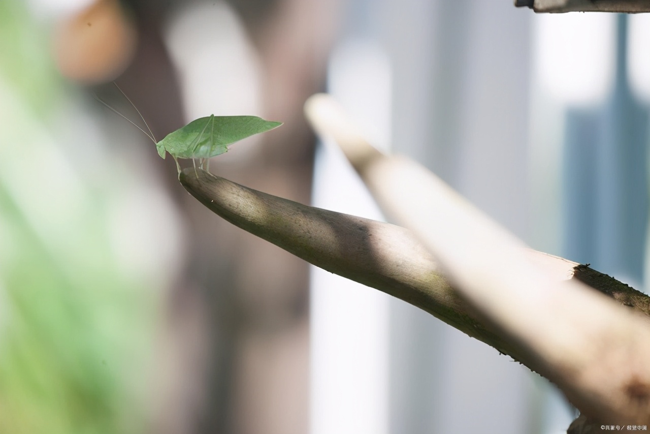 关于熊猫的诗句有哪些,关于熊猫和竹子的古诗有哪些