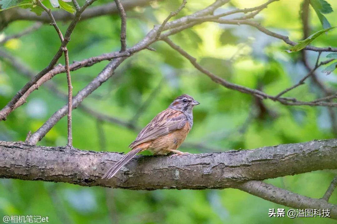适马150-600s镜头评测,适马新镜头70-200