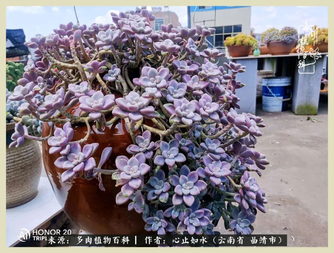 感谢陪伴感恩所有的遇见,让每个人都能感受到多肉的美好