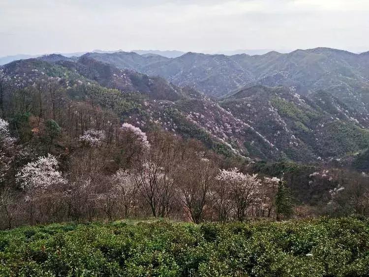 六安霍山蝙蝠洞茶叶,安徽六安蝙蝠洞瓜片