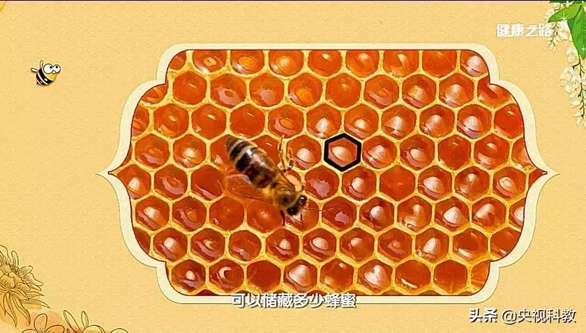 中国蜂产品基础知识,这些常见的蜂产品你都知道吗