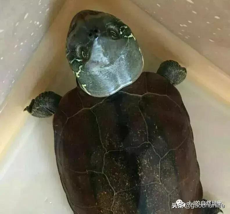 大草龟和小草龟谁好养,变异草龟和草龟的区别