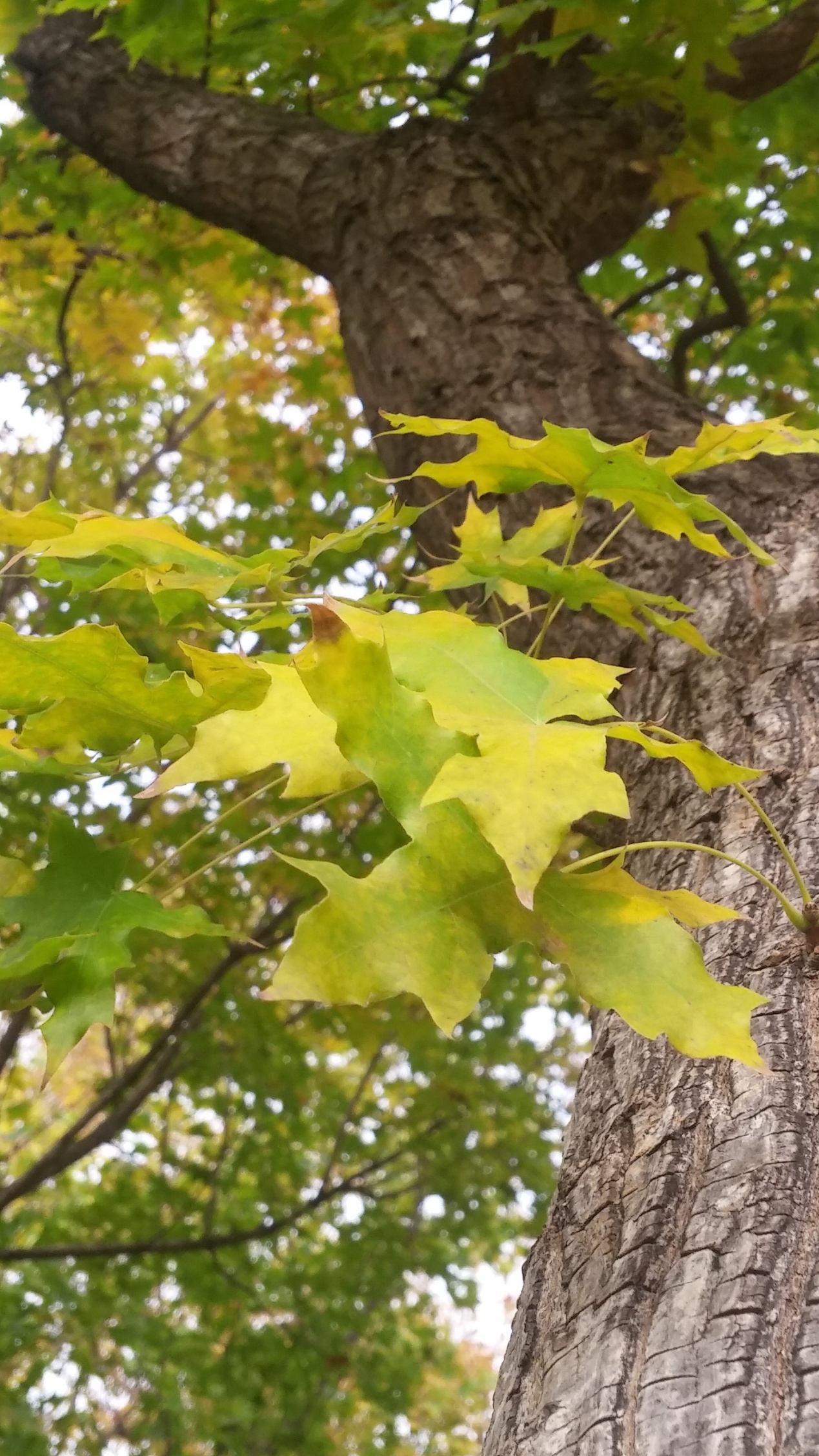 园林修剪的树枝怎么处理,园林树木修剪的五种基本方法