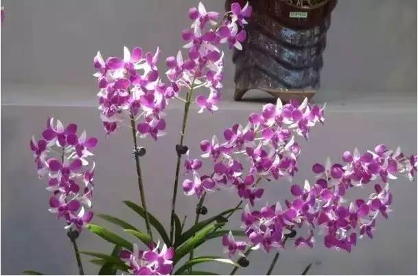 极品中的精品兰花,带你回忆天价兰花蕙兰篇