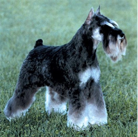 名犬排行榜前十名图片,名犬排行榜