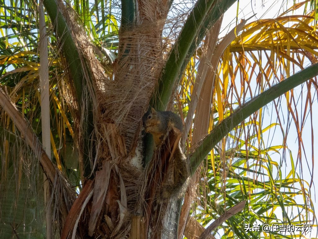 尼康p1000的详细操作 (尼康p1000的缺点)