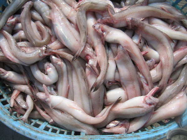 十大最好吃又实惠的海鱼,好吃不贵一斤左右的海鱼有哪些