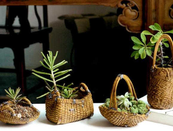 多肉是香饽饽？天热容易遭虫咬，学会5招，远离虫灾