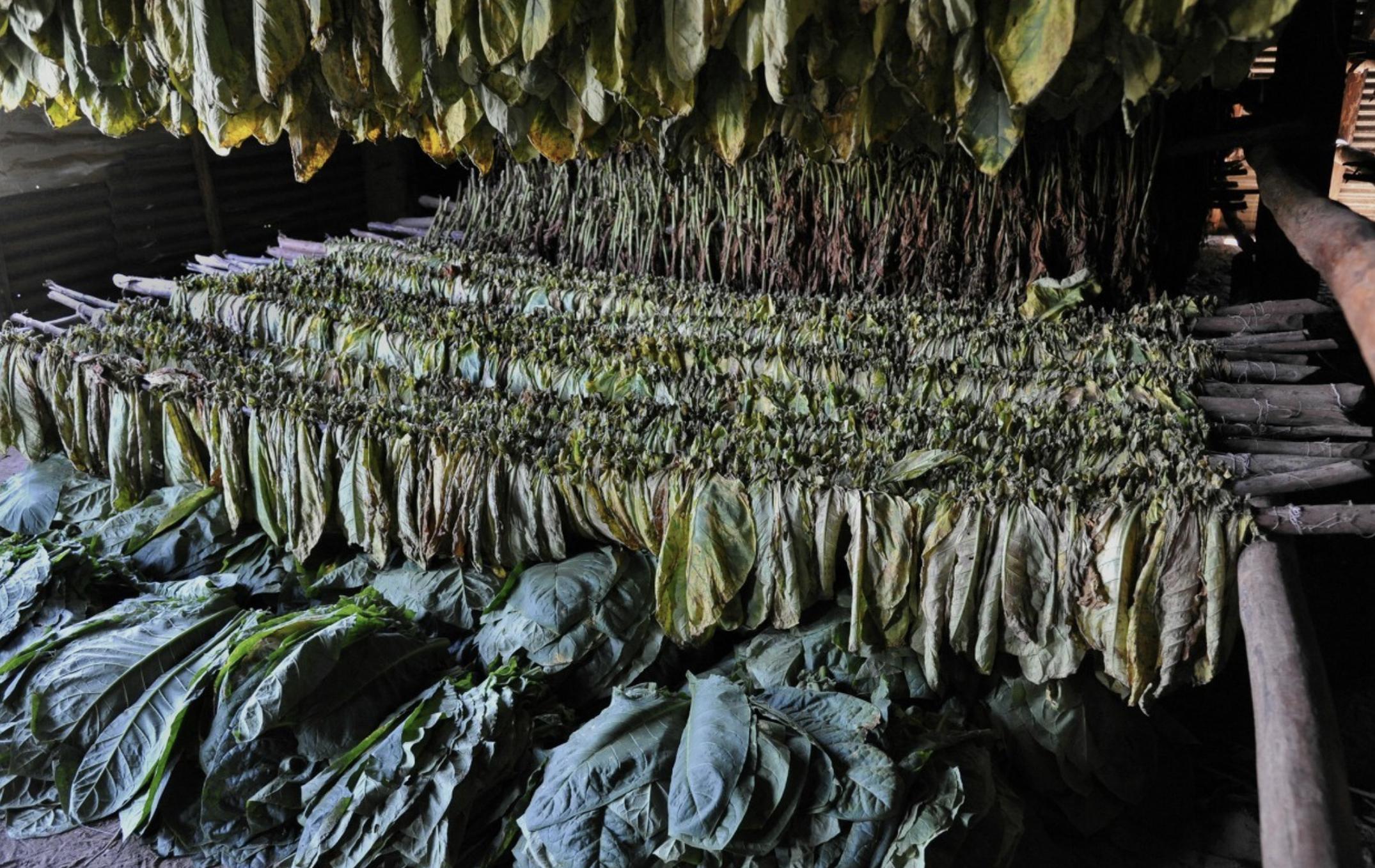 小猪说烟斗品牌,小猪说烟斗保养