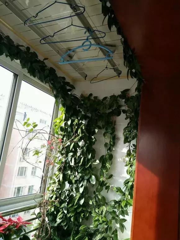 适合室内养的不见阳光的垂吊花,适合阳台种的垂吊花一年四季开花