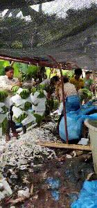 我在金三角,我在金三角的日子视频