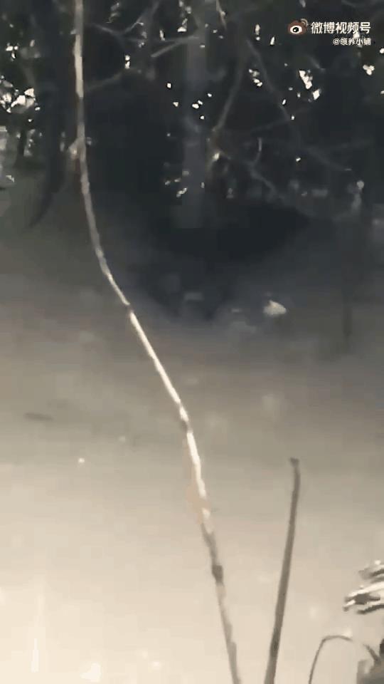 郑州遭遇特大暴雨主人带狗狗撤离,河南遭遇特大暴雨的小狗