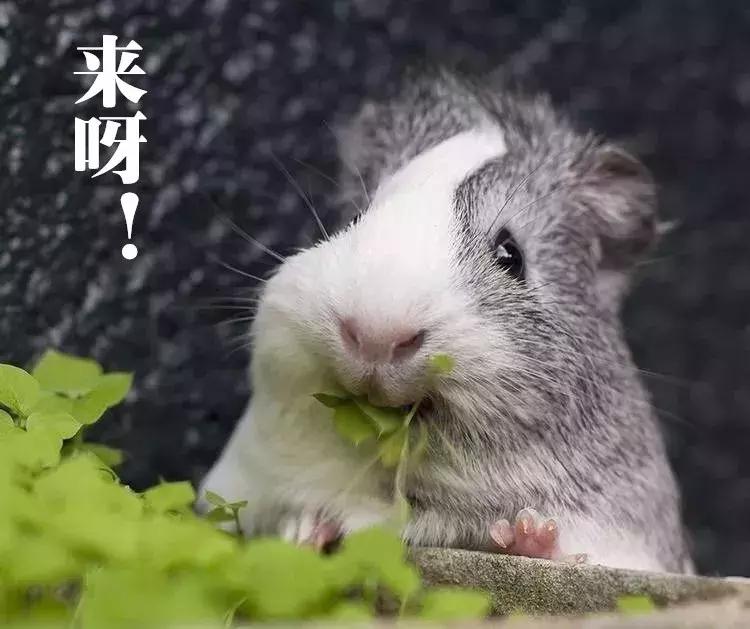 荷兰猪为什么这么胖,荷兰猪怎么一直吃东西