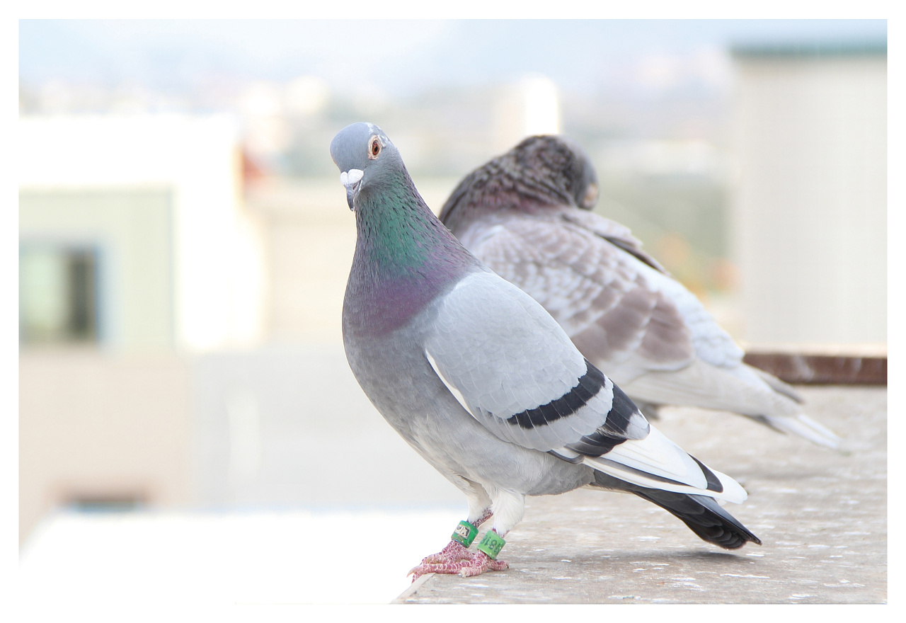 赛鸽粪便图及治疗,怎样从信鸽粪便上看出鸽病