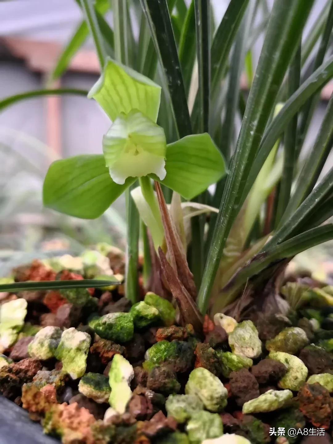 春兰张荷素兰花介绍,每日一品中国兰花春兰