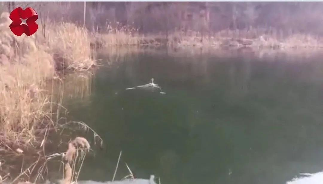 临潼发现野生鸟,农村发现一只怪鸟