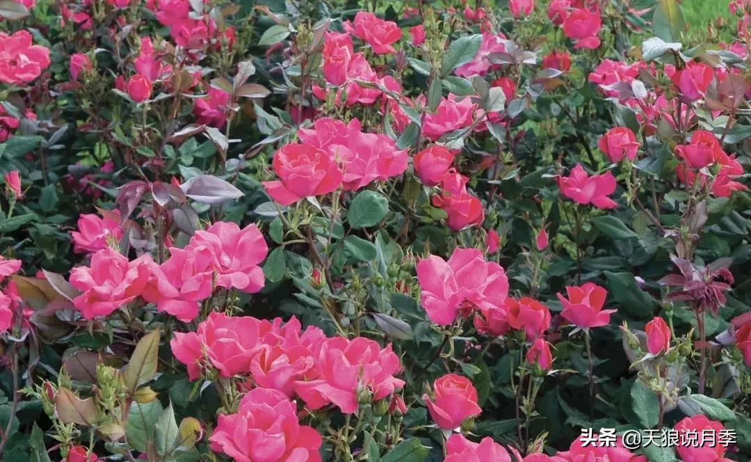 抗病性好的月季推荐,哪些月季品种抗病强