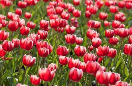 水养郁金香怎么养,郁金香花语及寓意