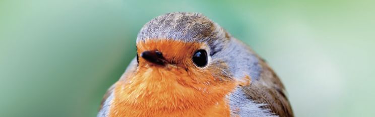 春回大地鸟语花香万物复苏,春回大地鸟语花香