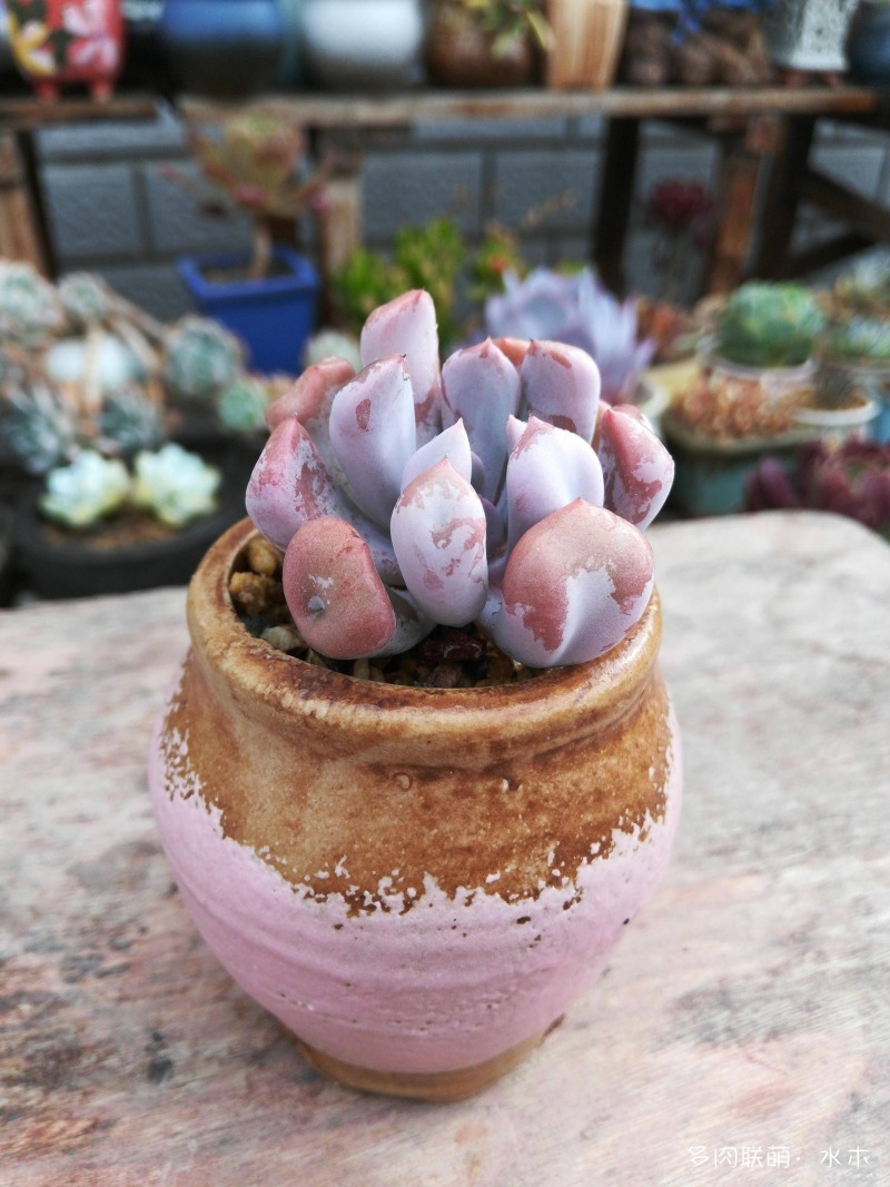 这才是多肉夏天该有的样子,多肉短期内颜值最高的时刻