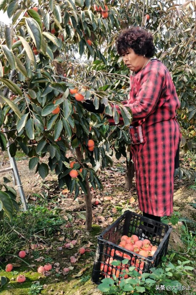 晋南的火葫芦柿子熟了，雇工摘一天可挣百元，但依然难以雇到