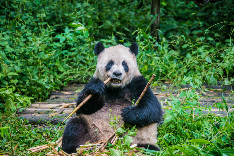 成都大熊猫去哪看,成都看大熊猫到哪里去看