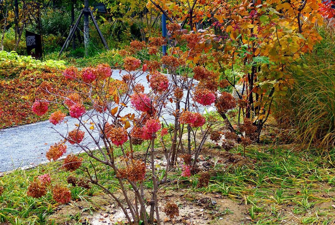 北京市国家级森林公园有哪些,北京市新街口城市森林公园