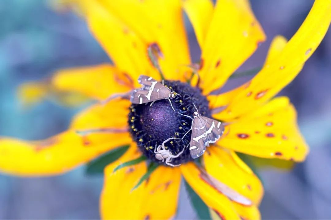 传说中的蛊虫真的有吗,传说中的扑棱蛾子