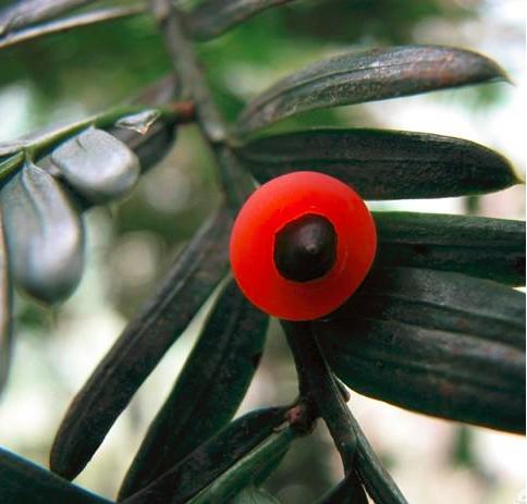 “红豆杉”是什么样子的？终于有点懂了