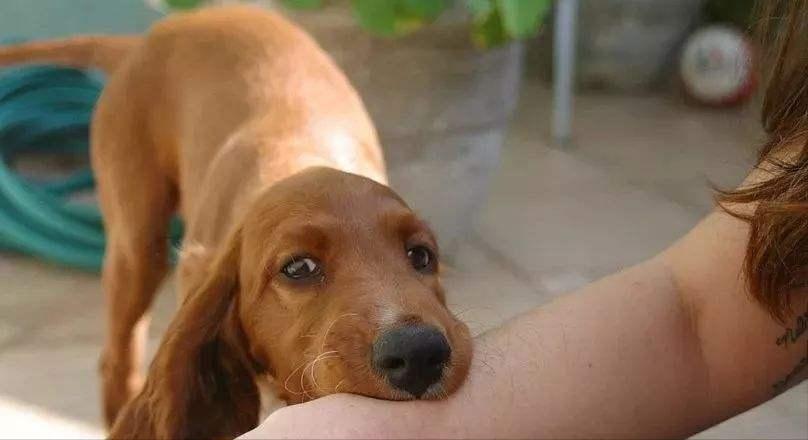 被狗咬十日观察法,被猫狗咬了十日观察法