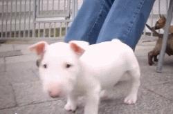 超级可爱呆萌的小奶狗,全种类小奶狗超萌合集