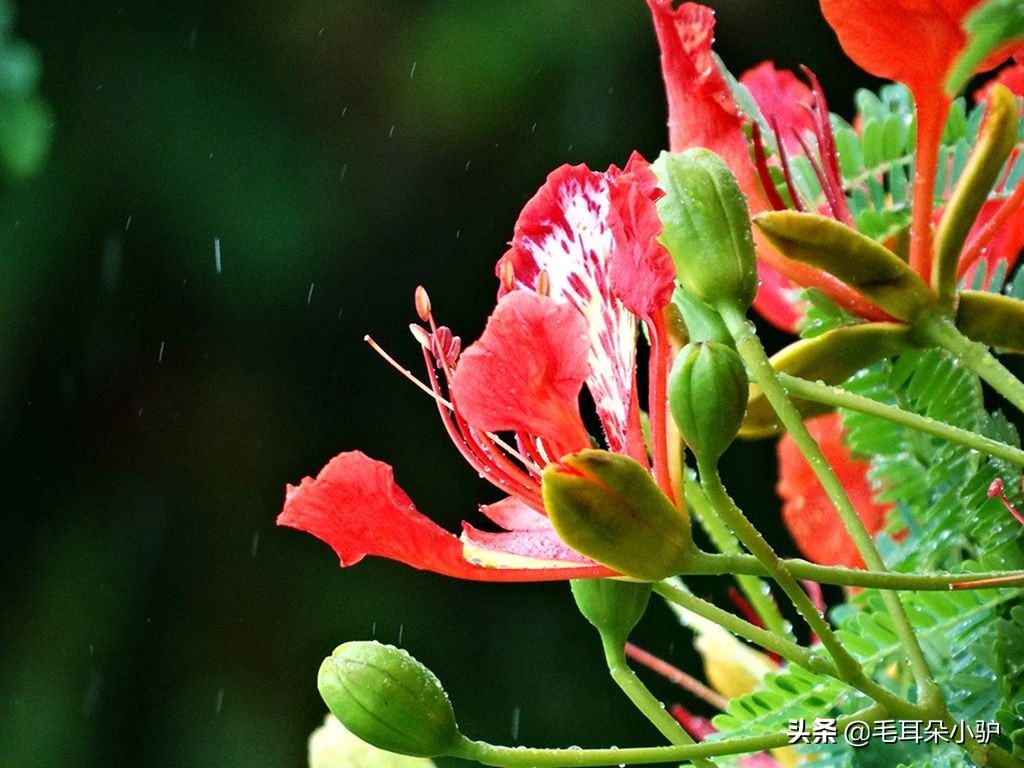 春风一阵至，敢与百花争，各国民族文化和精神象征的国花（8）
