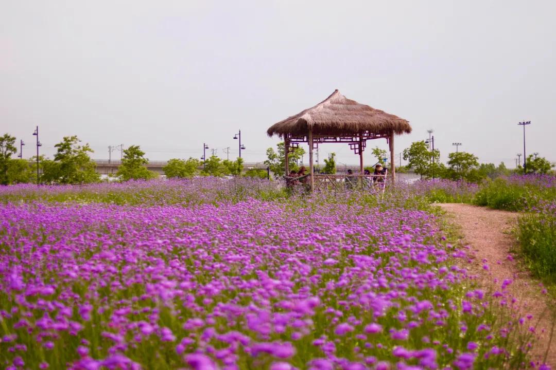 百亩花海竞相开放视频,余杭径山花海
