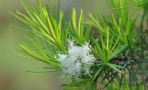 对精油的认识和感悟,对茶树的认识