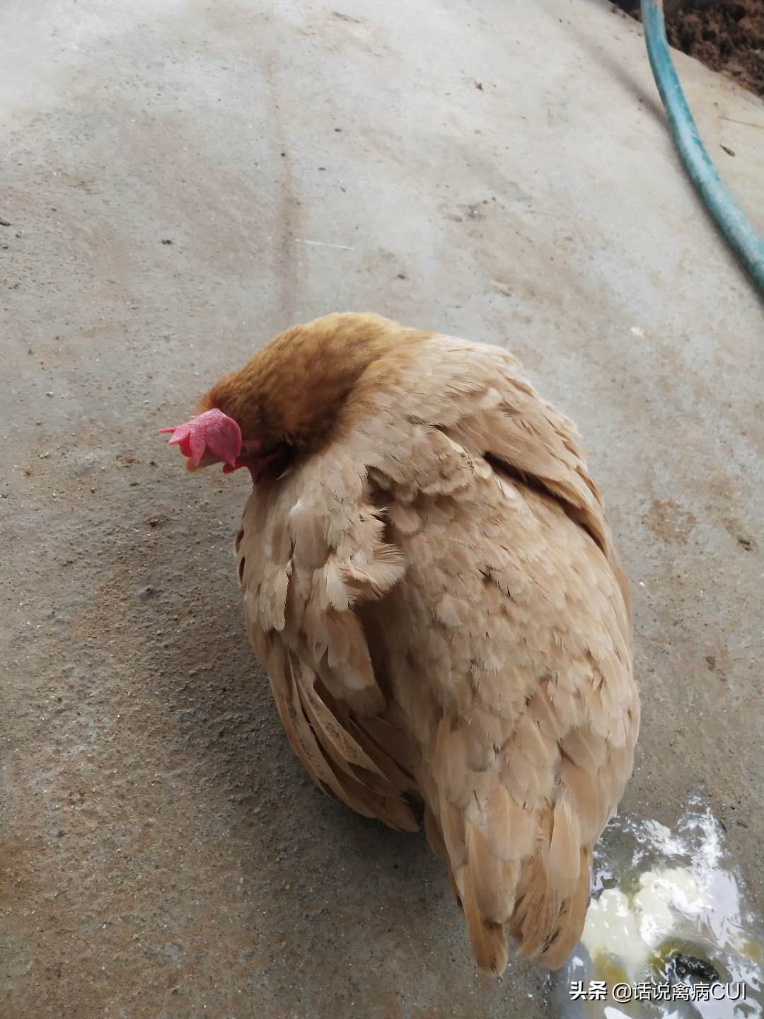 蛋鸡脱肛用什么办法治疗效果好,蛋鸡脱肛的原因及解决方法