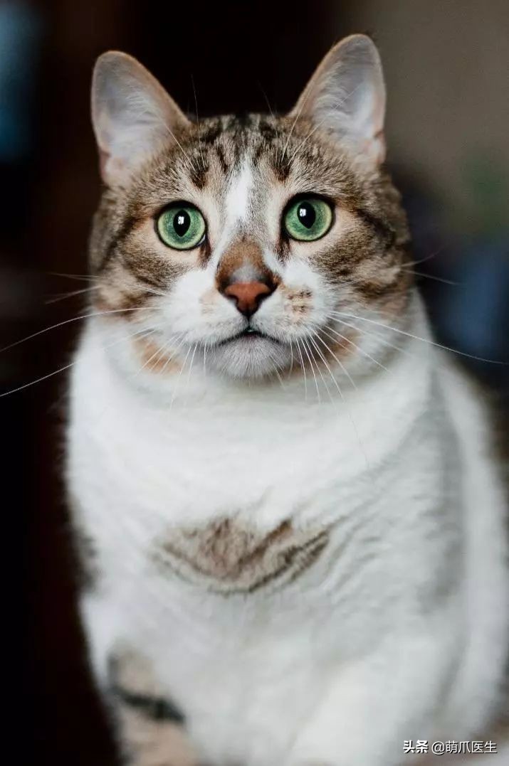 猫咪黑下巴毛囊炎的终极解决办法,猫咪有毛囊炎胡须还能长出来吗