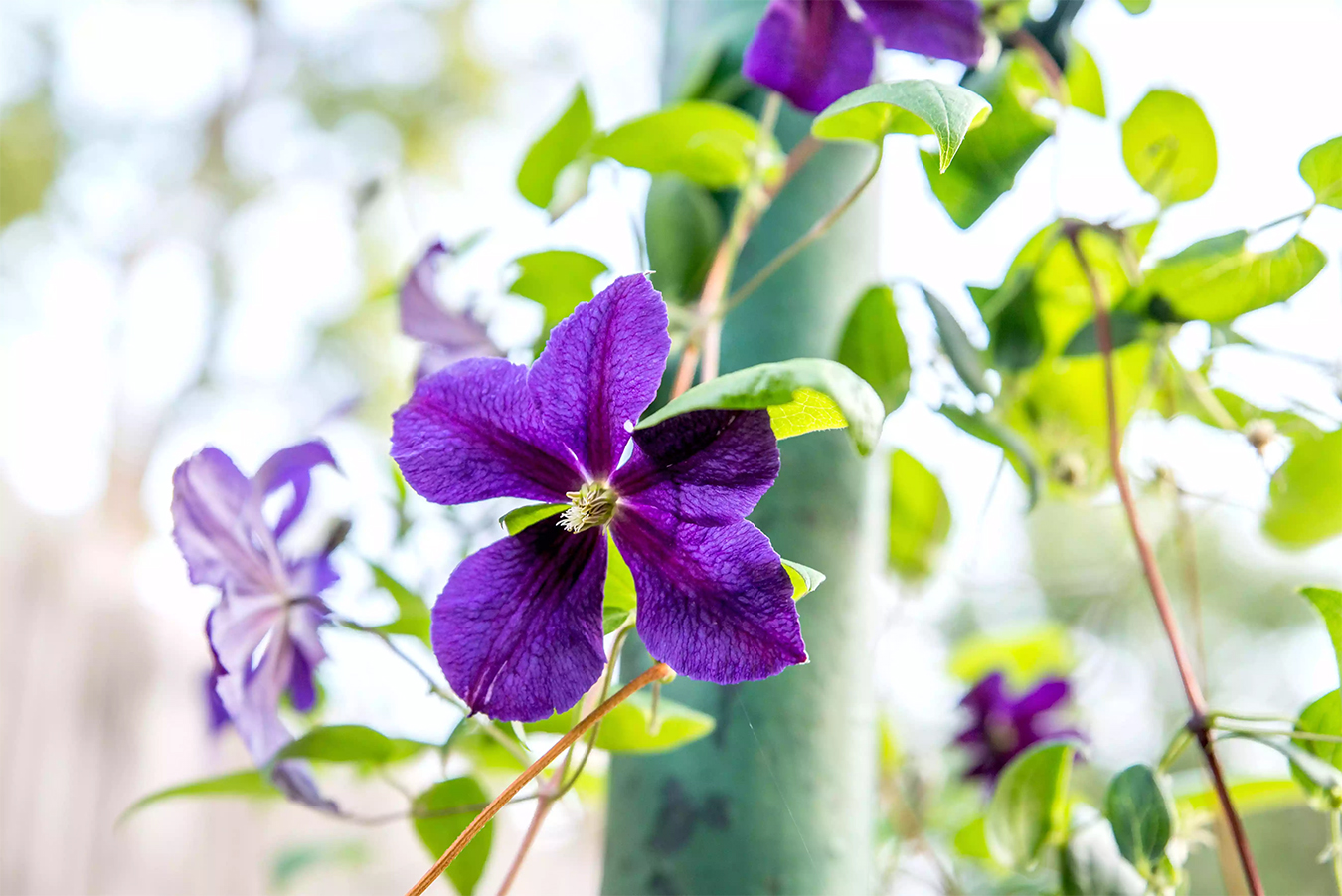 什么爬藤植物开花最好,一年四季开花的室外爬藤植物