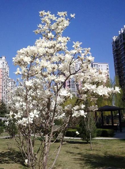 几种吉祥富贵的植物,最适合家里养的十大开花植物