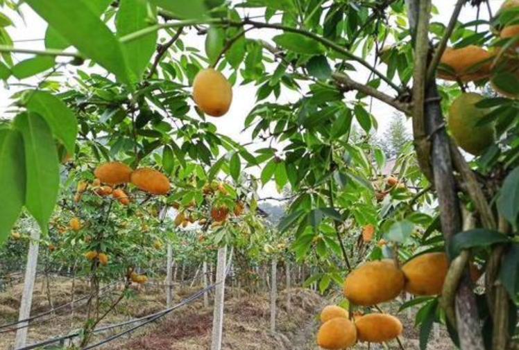 这4种以前不起眼的野果，现农民人工种植，亩收益过万元