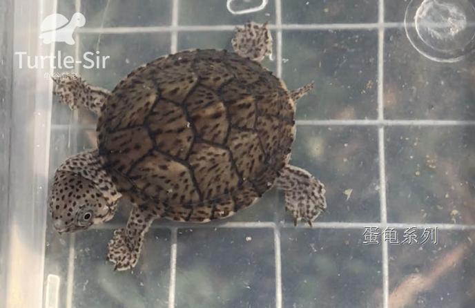 虎纹蛋龟巨头蛋龟哪个好养,巨头蛋龟和剃刀蛋龟的繁殖季节