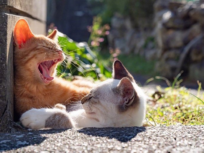 哪个才是猫咪的正确叫声,科普猫咪的不同叫声