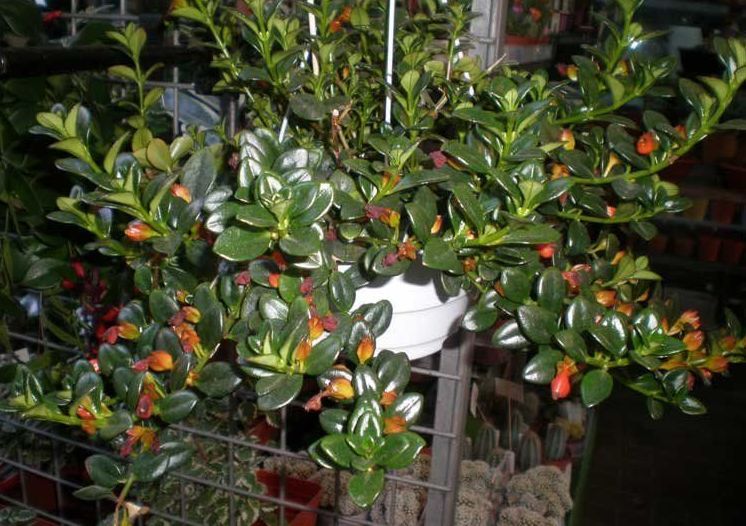 金鱼吊兰开出来的花图片,开花像金鱼一样的吊兰