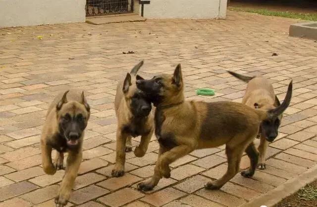 饲养马犬幼犬应注意什么,马犬在家里院子养合适吗