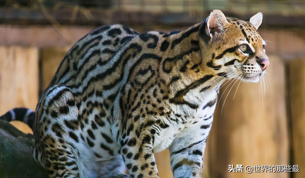 像虎一样的宠物,猫科猛兽动物