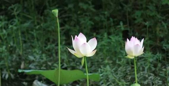 怎样写诗才能写得很好,写诗的诗怎么写